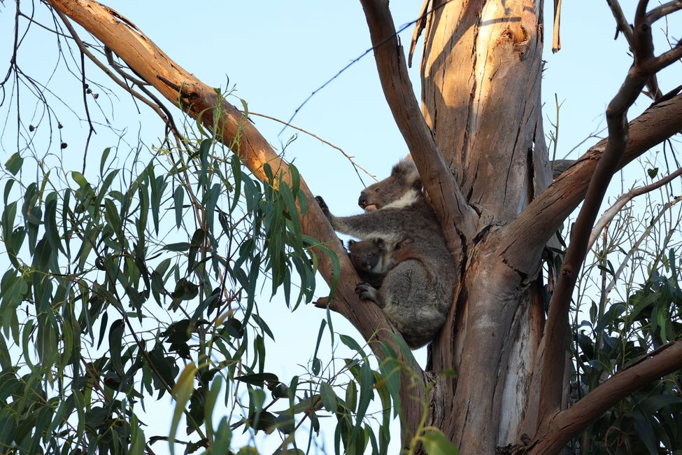 Koala at Flinders Chase campground