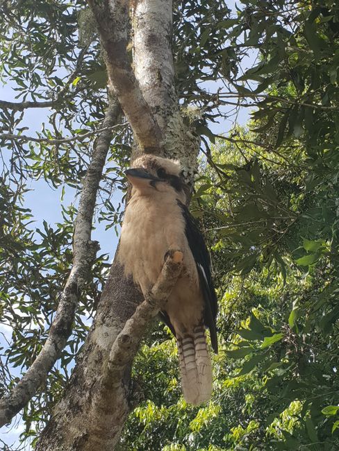 Kookaburras beim Barbeque 