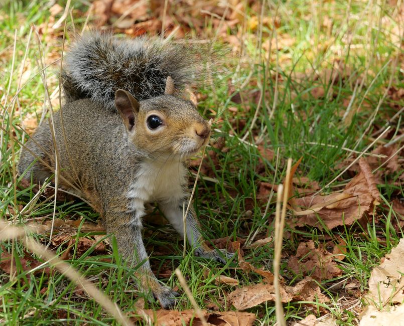 Grey squirrel in Hyde Park