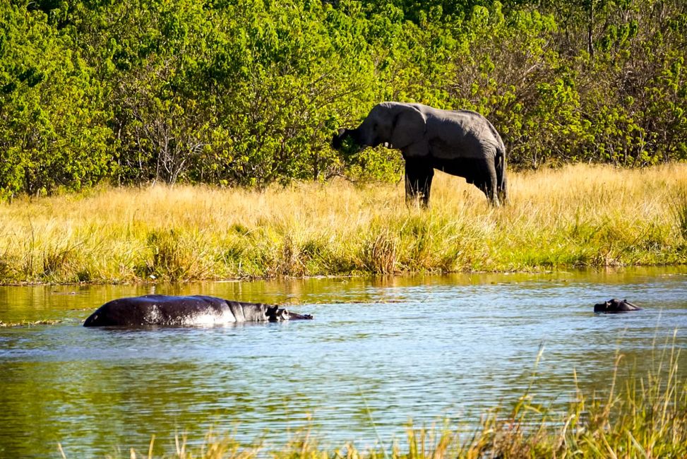 Elefanten und Hippos im Okavango Delta