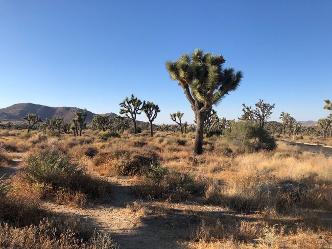 Day 39 - Mojave Desert & Joshua Tree National Park