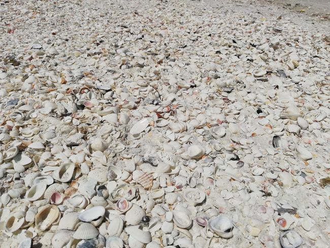 Strand besteht nur aus Muscheln 