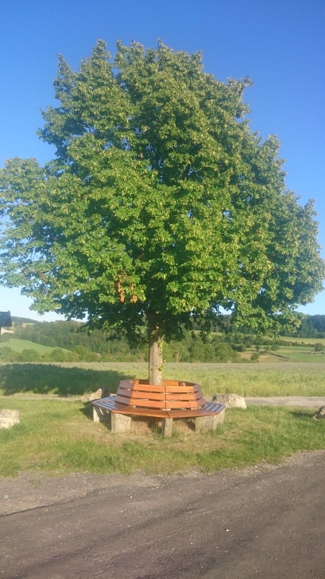 Ein Lindenbaum