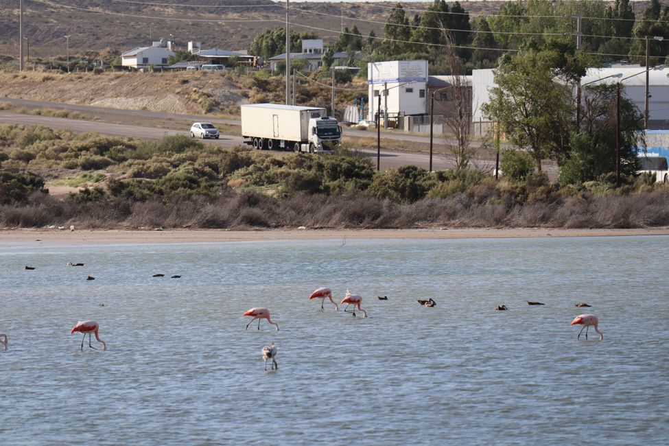 Urban Flamingos