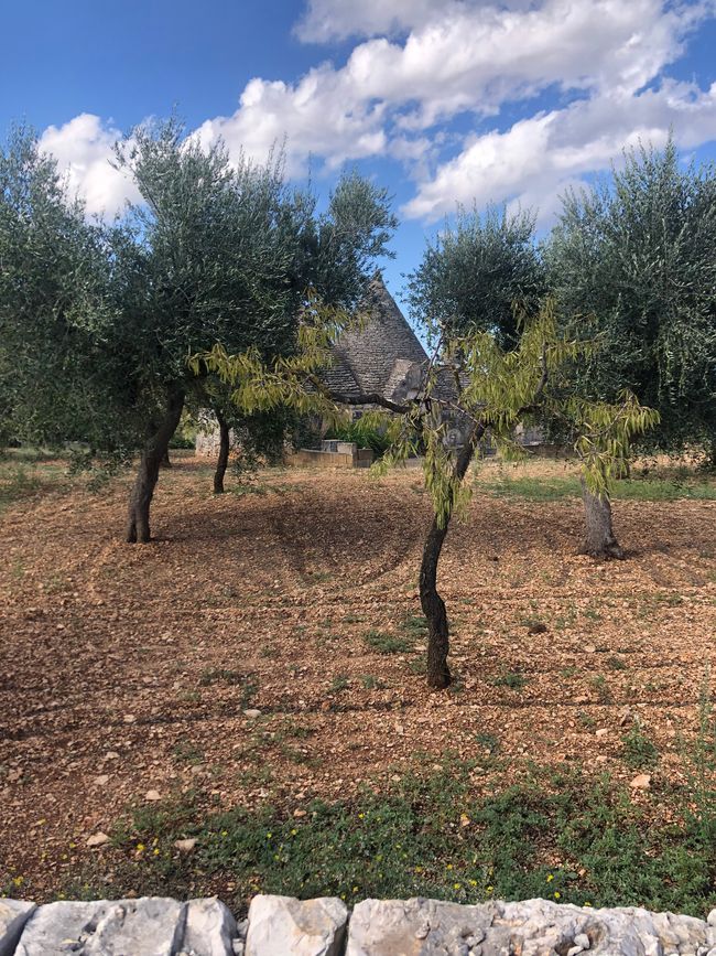 Olives and Trullo