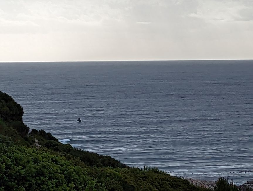 D'Oudtshoorn à Hermanus - avec un détour dans le 'Midwest'