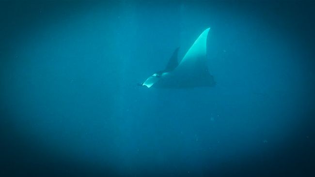 manta ray swimming by