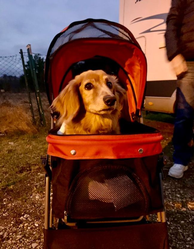 Berry in the dog stroller.