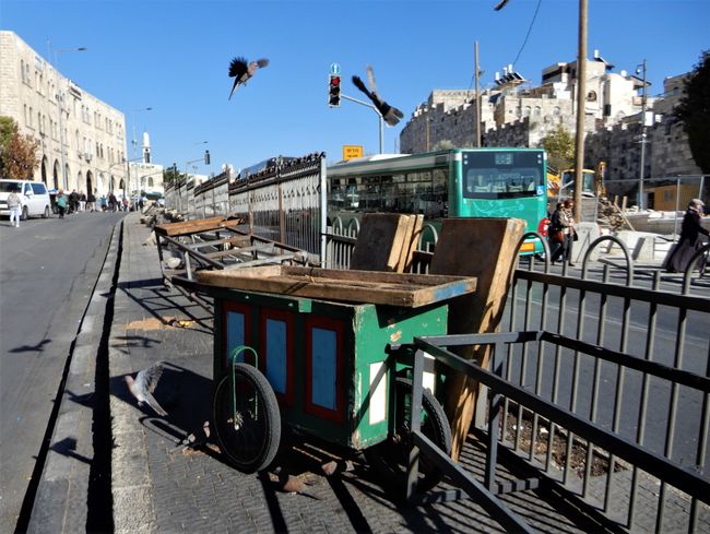 Pichón ante la Ciudad Vieja