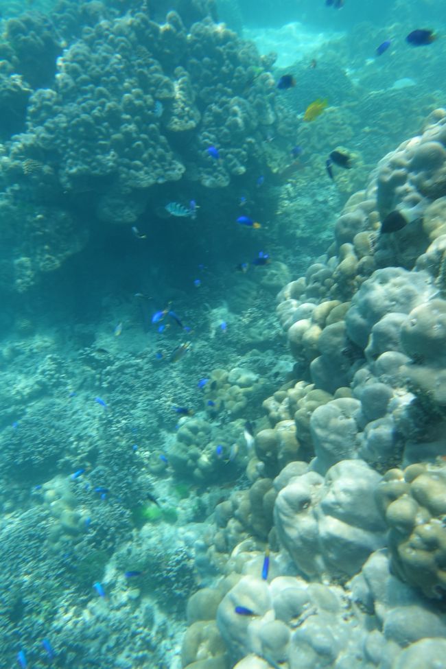 Underwater world Petit Anse Cour