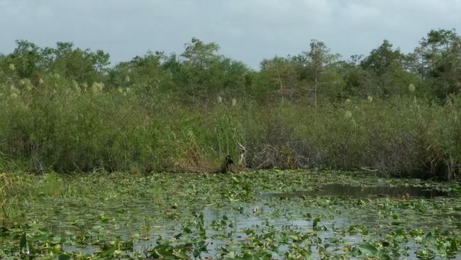 Die Everglades