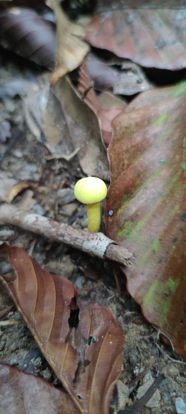 Neon yellow mushroom 