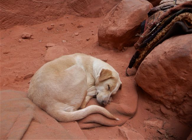 Durmiendo pacíficamente