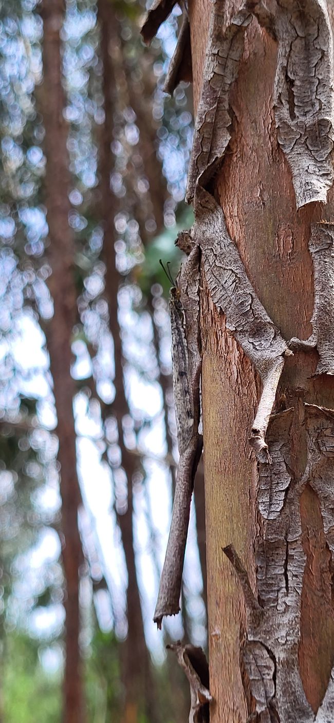Eucalyptus in Portugal.