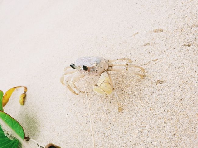 There were many crabs on the beach