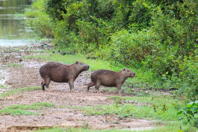 Capybaras visiting