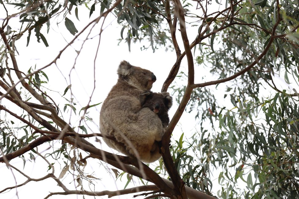 Koala mum with joey