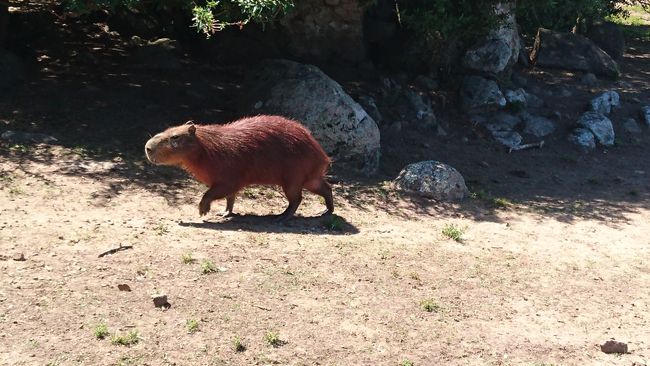 With capybaras