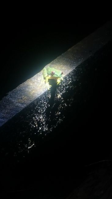 Tree frog on the night hike