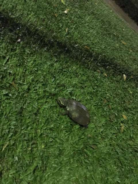 Turtle in Lumphini Park