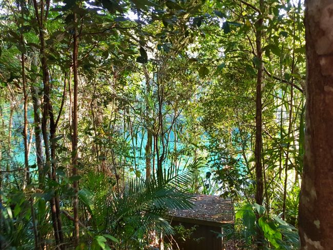 Cairns- မိုးသစ်တောနှင့် ရေတံခွန်များ