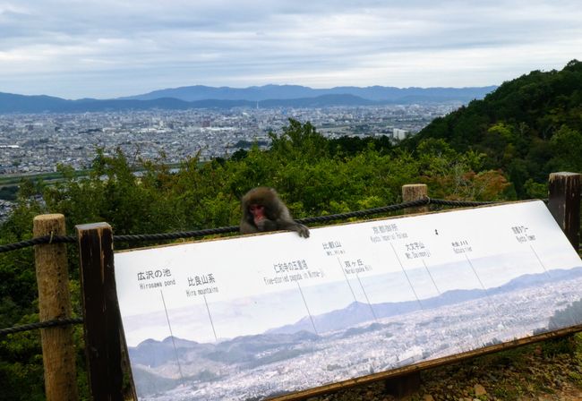 Arashiyama - Snow Monkey