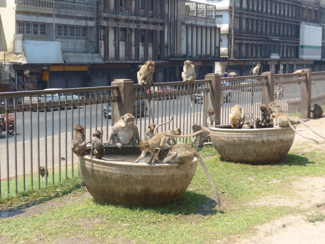 Affentempel Lopburi und Wat Chantharam (Thailand Teil 7)