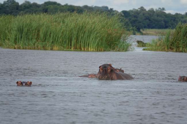 Day 13 and 14 canoeing on the Zambezi.