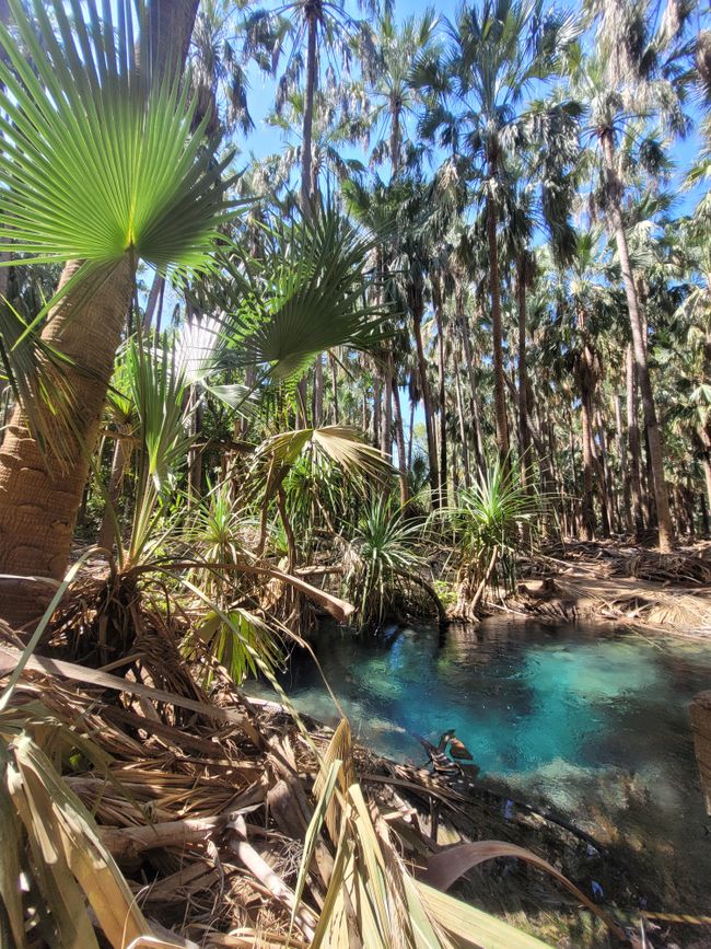 the spring of Mataranka Hot pools