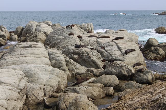 So many seals!