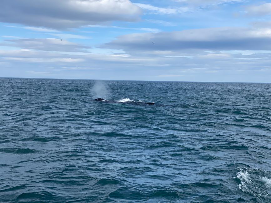 Island - Whale Watching - HUSAVIK