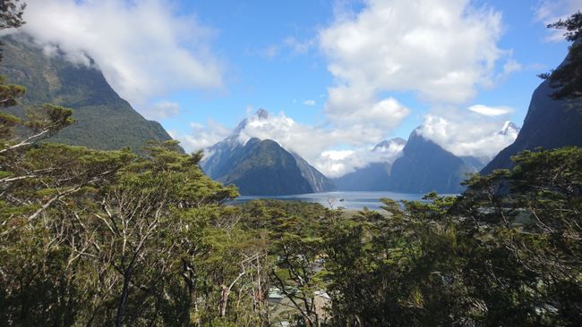 Milford Sound Lookout Walk