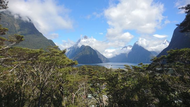 Milford Sound Lookout Walk 