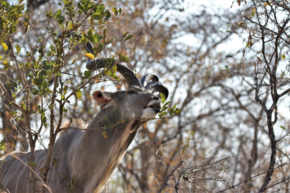 Day 17: We explore the southern Kruger NP