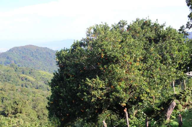 Orangen und Papaya Bäume