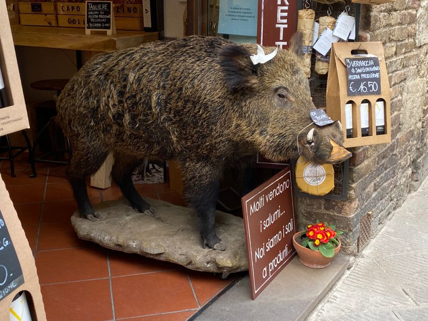 There are stuffed wild boars everywhere