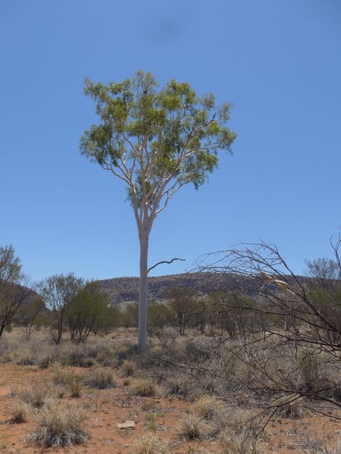 Alice Springs (The Ghan Part 2)