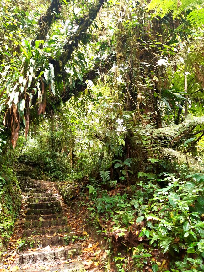 76. Santa Elena, Monteverde (Costa Rica)