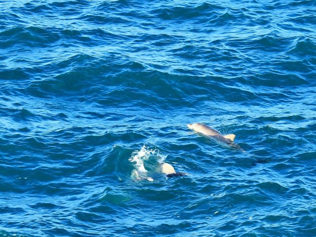 Dolphins at Hell's Gates Lookout