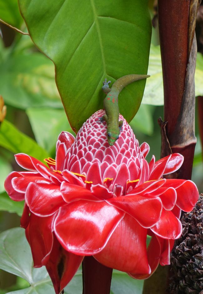 Hawaii 2022 - Teil 1: Big Island