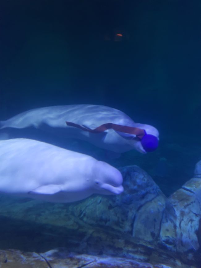Die zwei Belugas im Aquarium