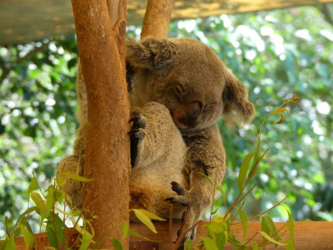 Koala beim Chillen
