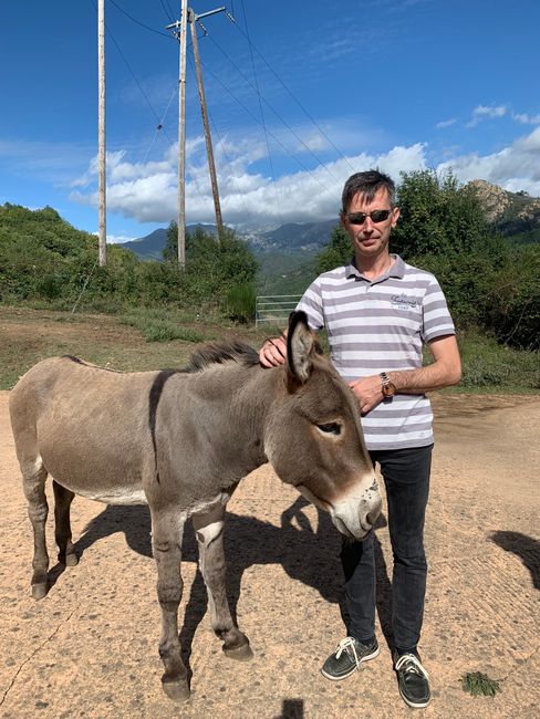 the free-roaming donkey