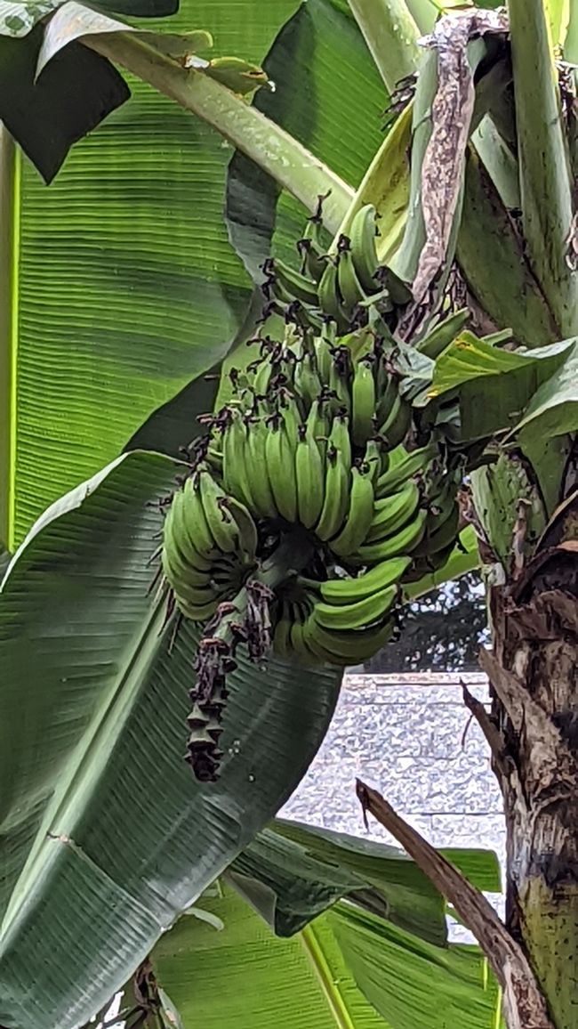 Aufenthalt im Süd Pantanal (Zusammenfassung)