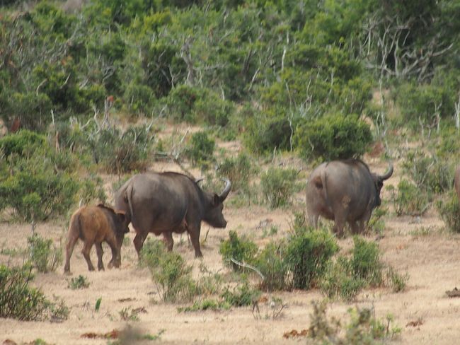 Wild animals in Addo Elephant Park
