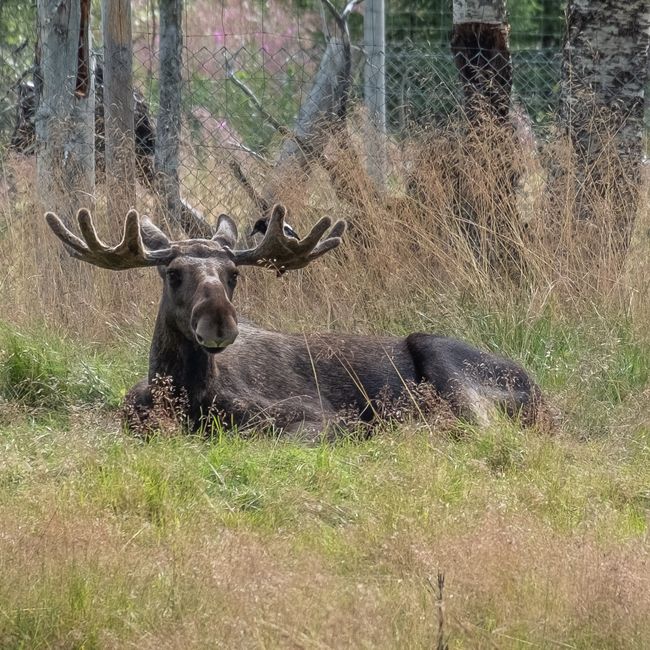 Tag 17 – Namsskogan Wildlife Park