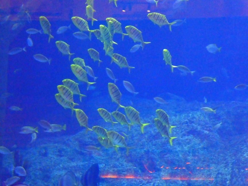 Aquarium in der Mall
