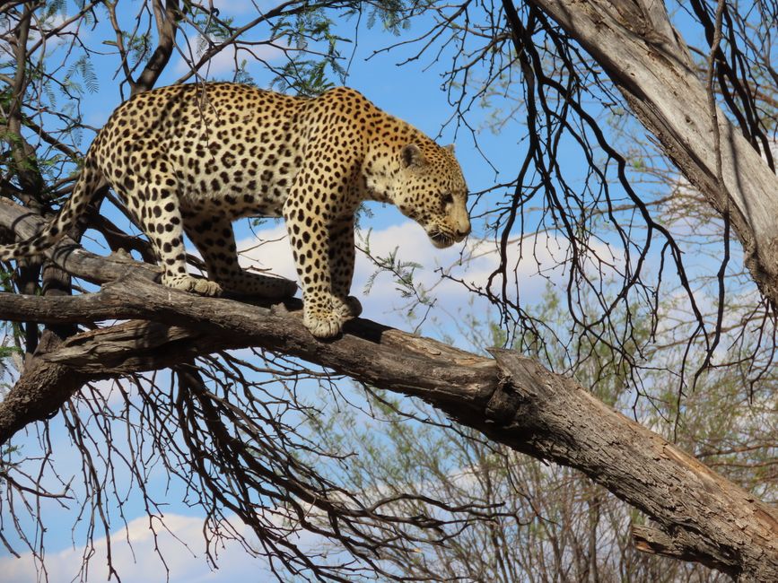 im direkten Vergleich mit dem Geparden sieht der Leopard hübscher und kuschliger aus