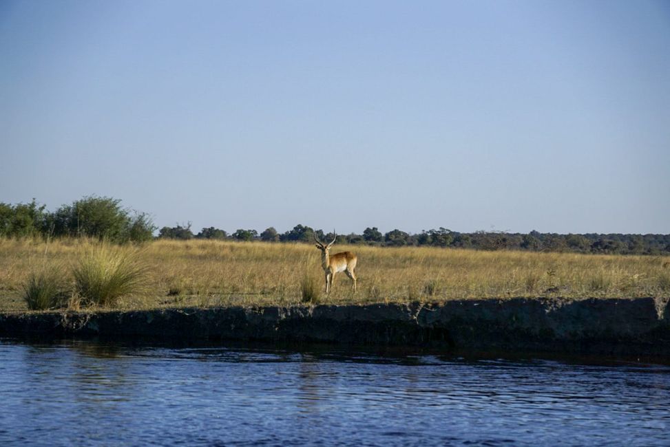 Red Lechwe (Riedbock-Antilope)