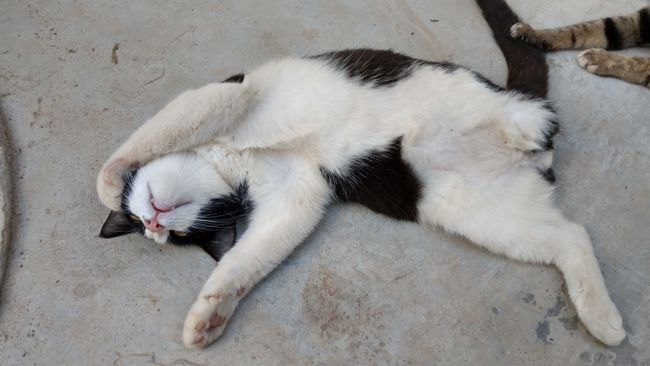 Der Katzenhimmel: ein Platz zum Schlafen